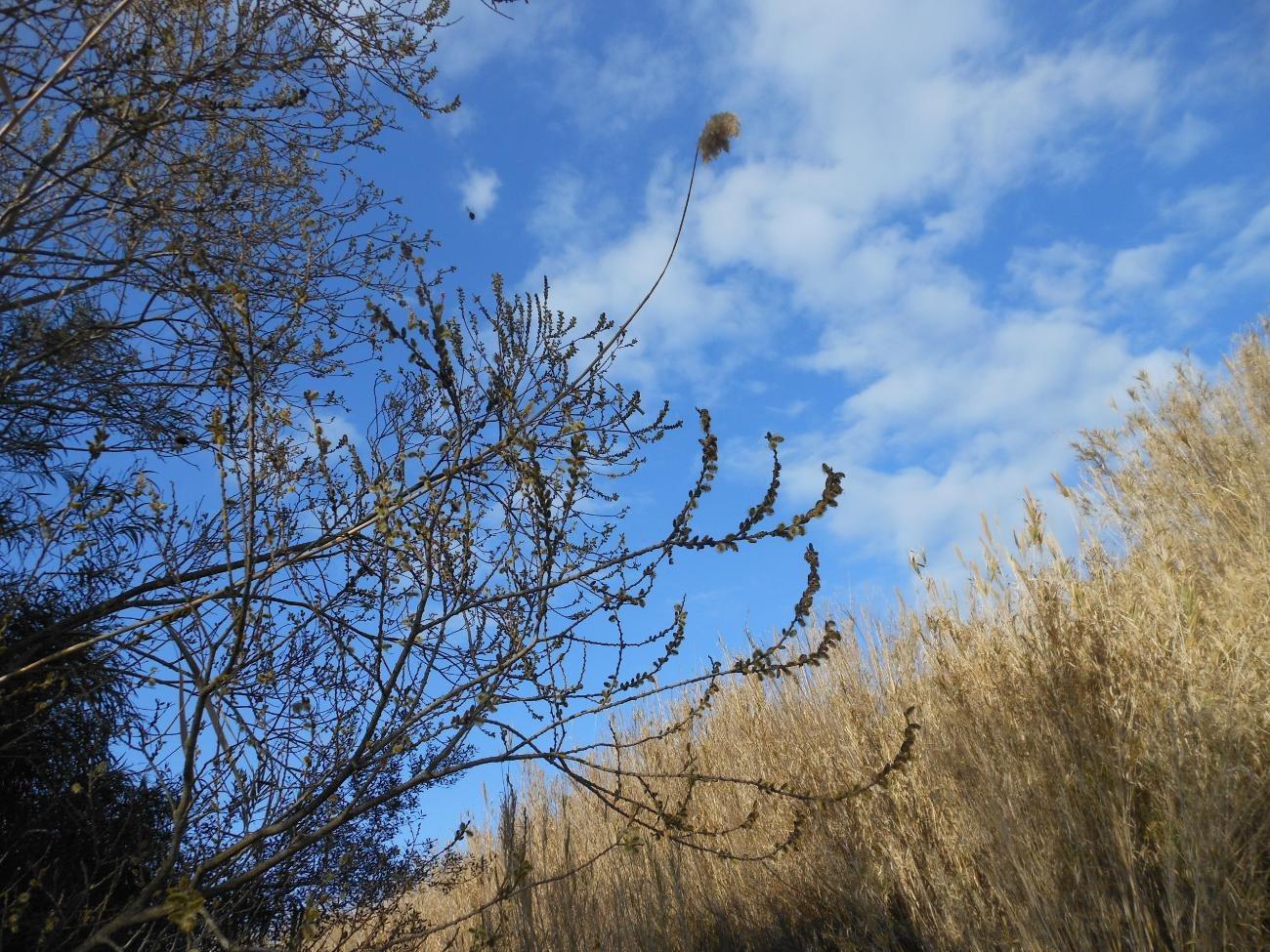 Salix atrocinerea / Salice di Gallura